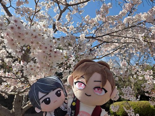 ノクスぬいは初めてのお花見🌸でした✨
士ぬいと一緒にパシャリ📸