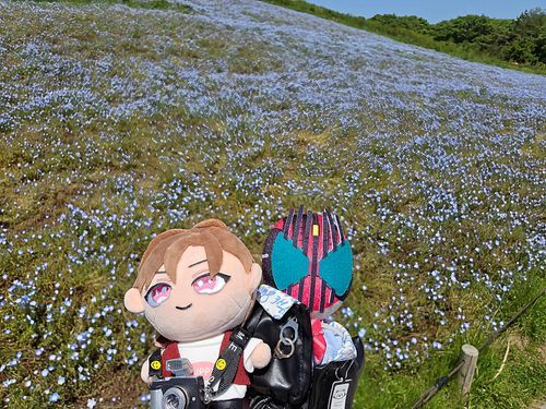 今日はディケぬいと士ぬいと一緒にひたち海浜公園のネモフィラをみにきました！！
2人とも綺麗だね～🥰