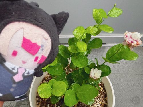 アラビアジャスミンの苗が届いたっすよ🌹
