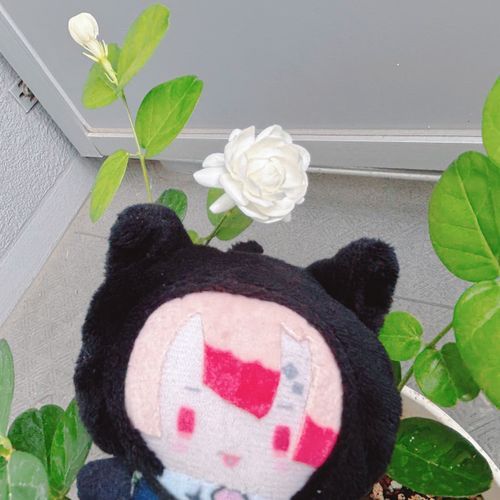 ジャスミンが咲いたっすよ🌹
花手水みたいにして楽しむっす！