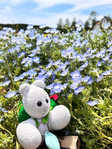 ネモピ〜ヤがたくさん咲いていたヤ