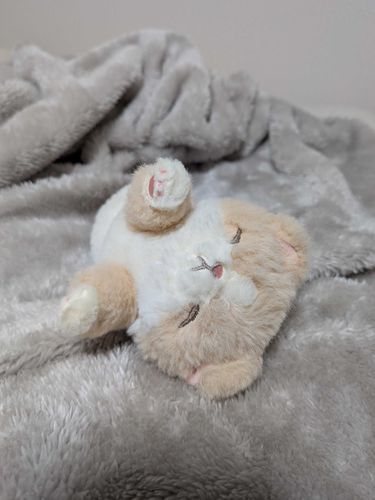 うちのコ紹介2️⃣ ﾗﾃ🐱
ｺﾞﾛｺﾞﾛしながら助けを求めてくる‪( ᴖ ·̫ ᴖ )