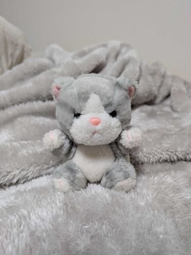 うちのコ紹介3️⃣ ﾆｬﾆｬ🐱
0歳のときから一緒にいる子>  ̫<♩