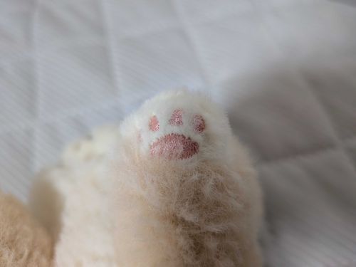 にくきゅうฅ
