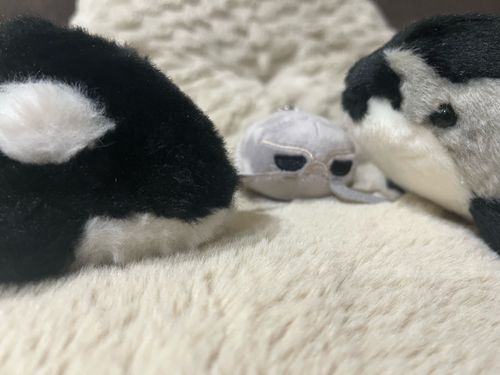 にゅーふれんず だよー！