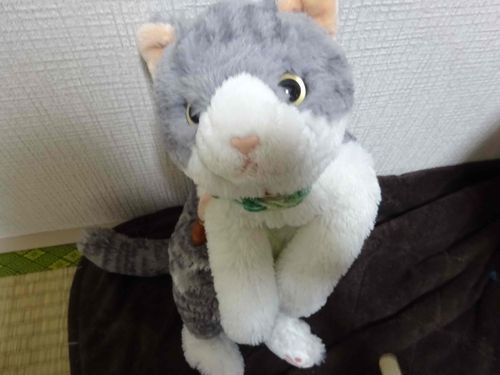 こんばんは、しおんです♪
お姉ちゃんに撮ってもらったしおんの可愛い写真です♪