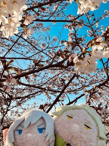 シルバーと桜を見てきた