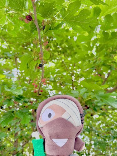 グミの実たくさんなってるね