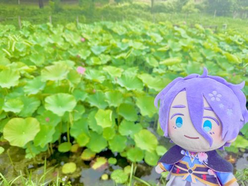 もうすぐ蓮の花が咲きそうだね