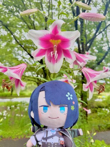 赤い百合が綺麗だね