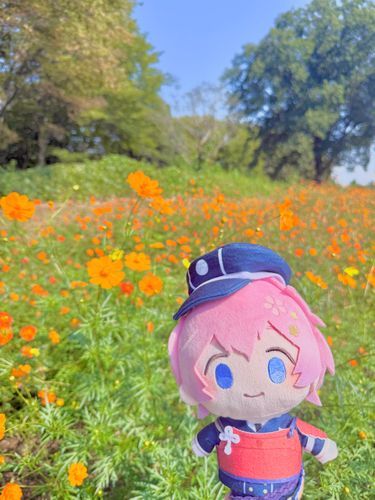 オレンジのコスモスも咲いてました！