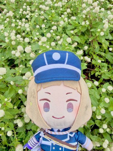 千日紅です