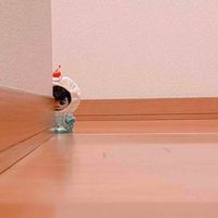 ぬいジュン