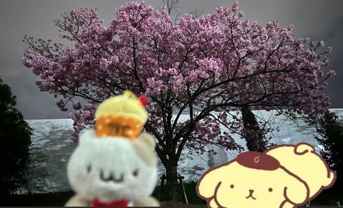 さくら咲いてた❣️❣️❣️（>ᴗ<♡