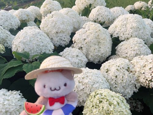 あじさいさいてた❣️͛💠きれい❣️カリフラワーみたい❣️