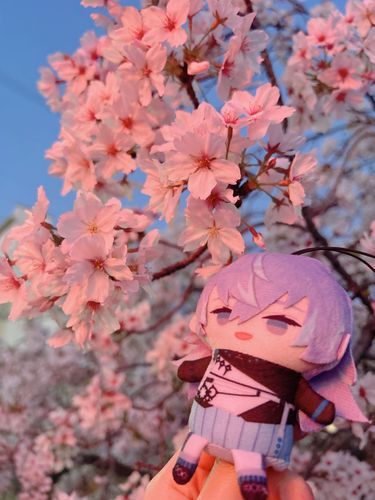 よざくら きれい ですねえ
らいねんも おはなみ いきましょうね
ぱぺのための おだんご も
わすれないでくださいね
