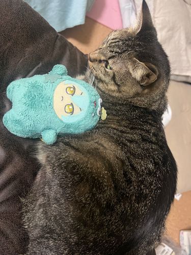 きんちょう する …
