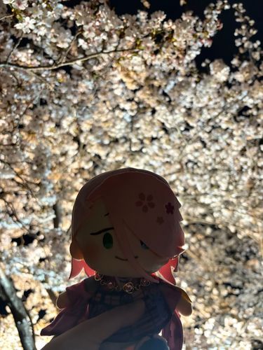 主と夜桜を見に行ったんですよ
明るい時に見るのとでは、また違った美しさがあって、素敵ですね🌸

主に高い高いしてもらいました🌸