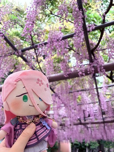 主と藤の花を見に行ったんですよ🌸
とっても綺麗でした！