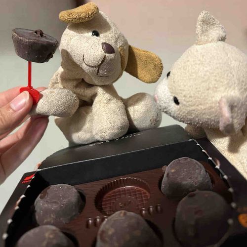 ピノのザッハトルテだって！アプリコットの風味が香るね〜🐶👌

🐱💭🍑🍫