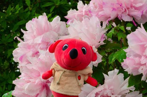 無事帰宅！
鎌倉楽しかったね、チーバ✨