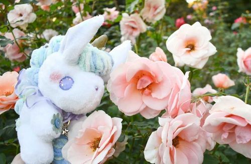 もうすぐ春バラの季節🌹