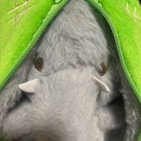 メロンゾウ