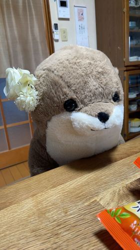 コマッたなぁ…ご主人の年齢がバレちゃうなぁ…百恵ちゃんの引退コンサートの時の髪型だって…コマッタ　分かんない…。