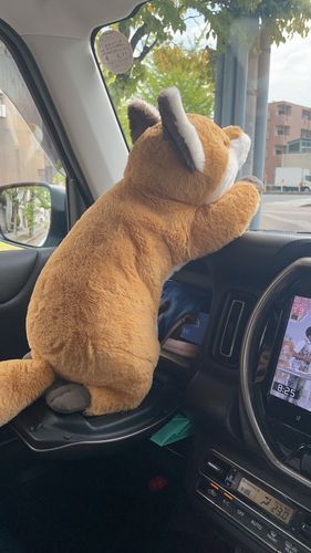 みんな元気？コン吉だよ。今日はご主人の車の助手席でナビしたんだよ。僕　古風なキツネだから正座してるんだよ。お行儀いいでしょ？
