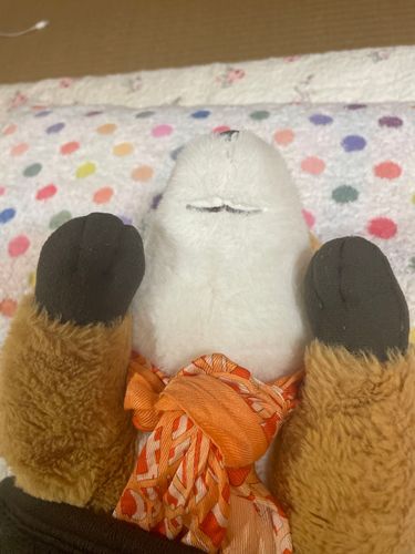 皆んなこんばんわ！コン吉だよ！僕のお口だよ！「え。こんな所にお口があるの…」ってご主人　びっくりしてたよ‼️ちょっと反則な可愛いさでしょ？
