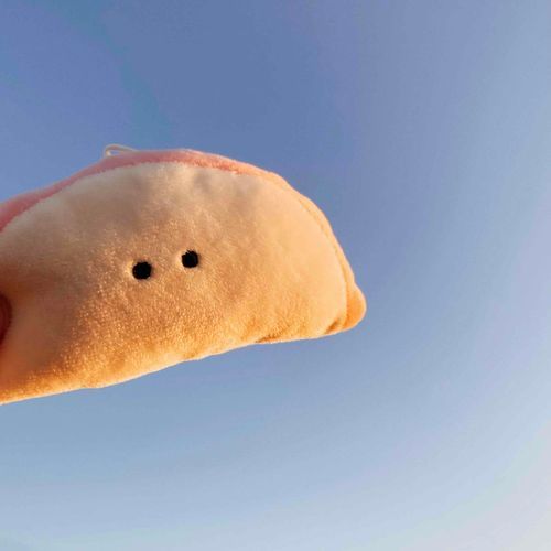 初日の出を見るかまぼこ