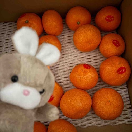 みかんみかんみかんみかんみかんみかんみかんみかんみかん
（お出かけ苦手だから合成の写真ばっかだし、背景みかんとかしか写真撮れなくてごめんね）