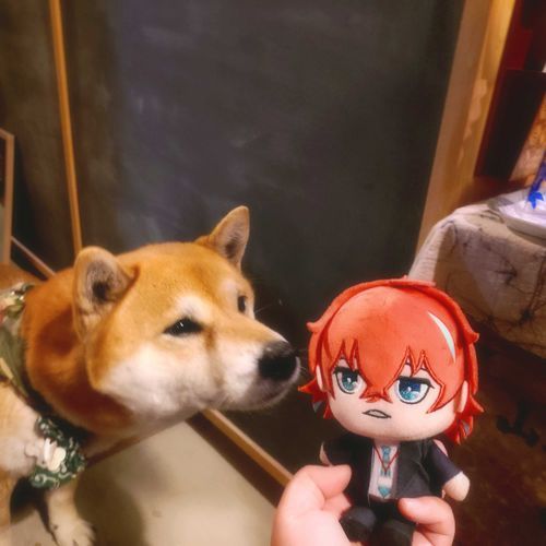 某カフェの看板犬とツーショ。
俺食べられるかもしれないとどぽぬいに緊張が走る。
(賢い看板犬くんなので、もちろん無事でした)