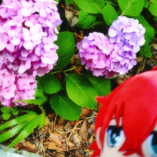ハートの紫陽花を見つけたよ、どぽぬい！