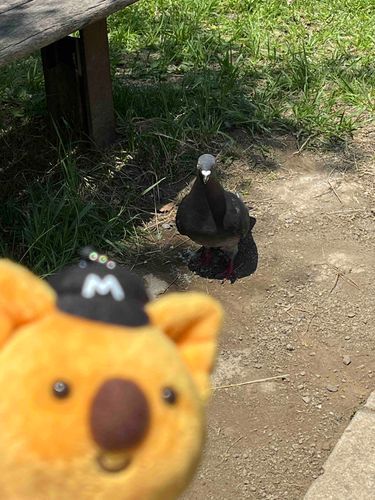 チャンス君を狙う🐦