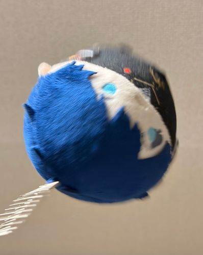 おれは・・・かぜ！
(※ぬいの安全に最大限配慮して撮影を行っています)