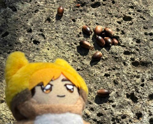 どんぐり‥‥
誰かが集めた痕跡‥‥🔍
