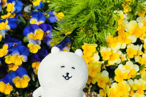 パンジーと草