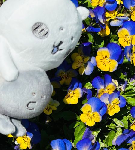 くま　、ぬいに花を見せる