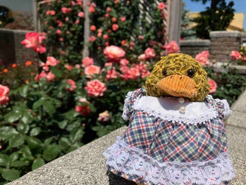 バラを見に行ってきたよ🌹✨🐤