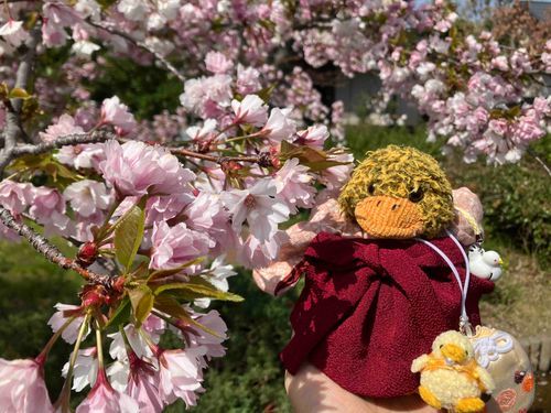お花見してきたよ‼️🐤🌸