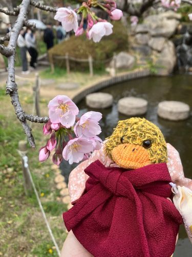 今日はお花見へ🌸
まだ咲きはじめたばかりだったから来週も行きたいな〜🐤