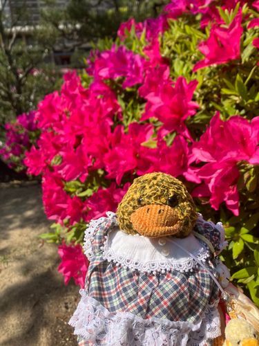 ツツジ綺麗だね〜🐤🌺