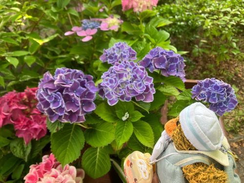 紫陽花綺麗だねぇ🐤