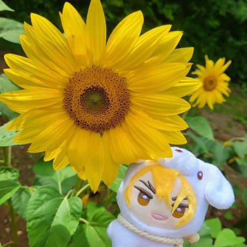 2508 ひまわり