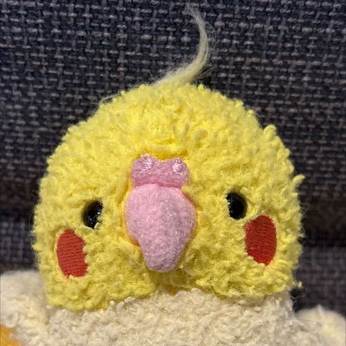 ぼくはオカメインコのピヨりんです！よろしくお願いします🐤🦜‬