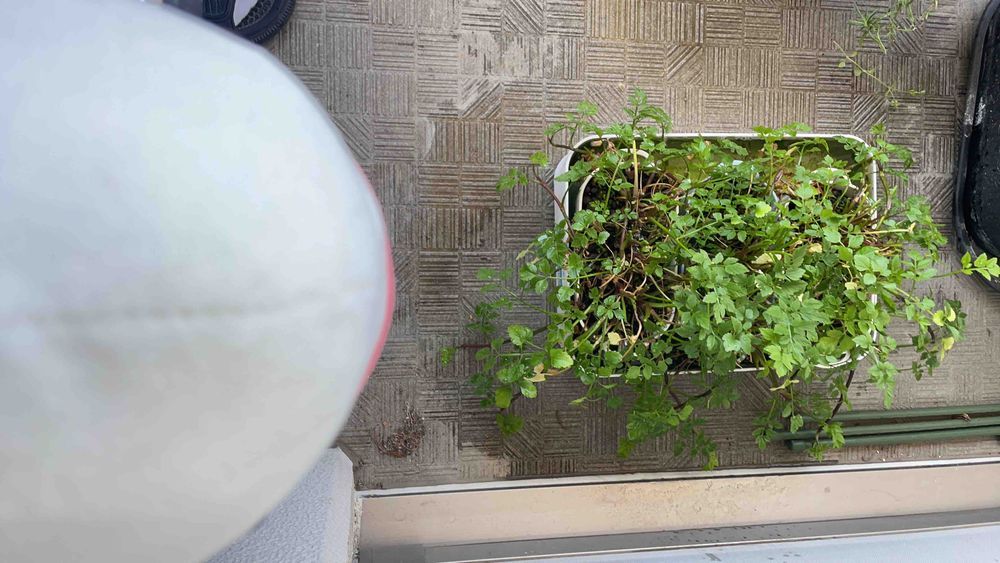 べるさん農園のお外の部のセリさんがもっさりしてきたの見てたら、ゆのにむしられたよ！！！！！！
べるさんがんばって2年も育ててるのに！！！！ゆのたまにお鍋に入れよーとかサラダにしよーとか言ってむしるのほんとやめてほしいんだよね！！！！