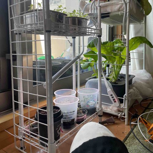 べるさんね、コーポヤサイ2号棟がこの間建ったときにゆのに散々もう建設しないでって言ったのに、今朝起きたらマンションヤサイが建設されてたの！！！許さないの！！！！！
そしたらゆのがね、「これあげるからマンションヤサイのほうもがんばって」って言ってチョコパイ置いていったの。
べるさんそんなにちょろくないもん。ゆる…ゆるさ…ない…もん……
