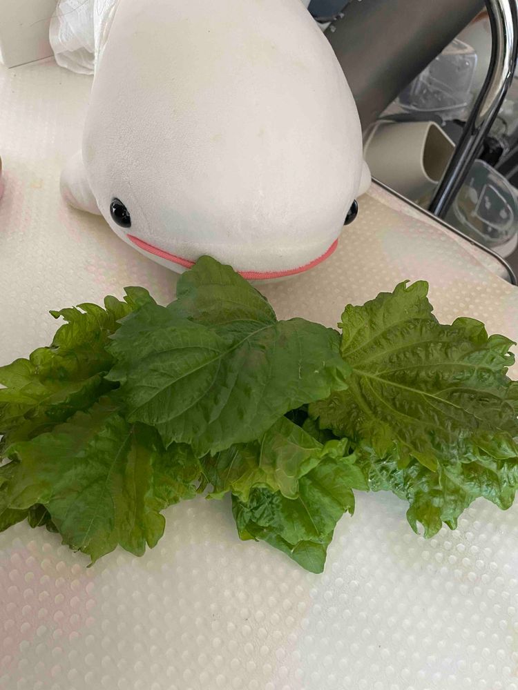 農園のしそも元気すぎてゆのにすごくたくさんむしられるんだけど…
今日ももっさりむしられたの…
お昼はべるさんの許しなくむしったバジルがたくさん乗ったパスタだったよ
食べ終わったあと、ゆのにお口の周りすごーーーーくゴシゴシされてべるさんお口の周り痛いの！！！これは絶対いじわるなの！！！！！
さて、暑いしべるさん冷たいマットおひるねしよっと！