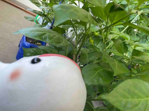 べるさんちのトウガラシとトマト大きくなってきたよ
ゆのが変な種植えるから普通のトマトと違って成長具合がべるさんにはよく分からないよ！
トウガラシも実物ちゃんと見た事ある種類じゃないから不安だよ！！！！
ひとまずトトロのダンスがんばるの！！！！！